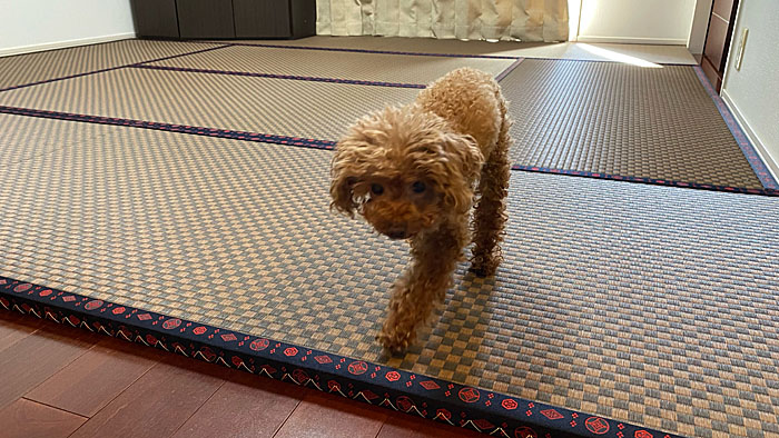 �t���[�����O��