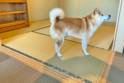 ����������@��������Ȃ��a����